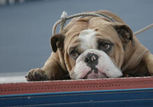 Yale mascot Handsome Dan..